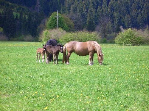 Pferde in Nölbling